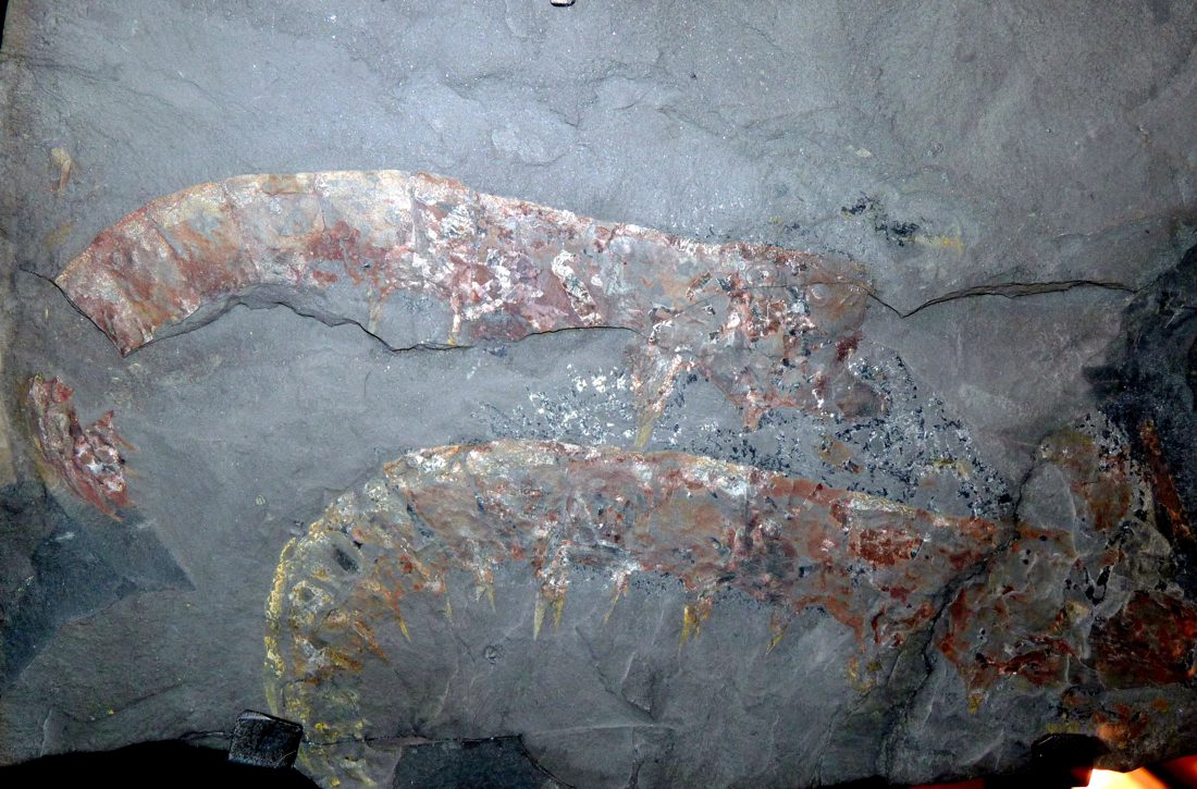A fossil specimen of Anomalocaris, a large Cambrian predator from the Burgess Shale.