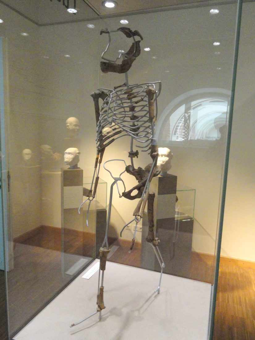 A skeletal cast of Lucy, an Australopithecus afarensis, standing upright.
