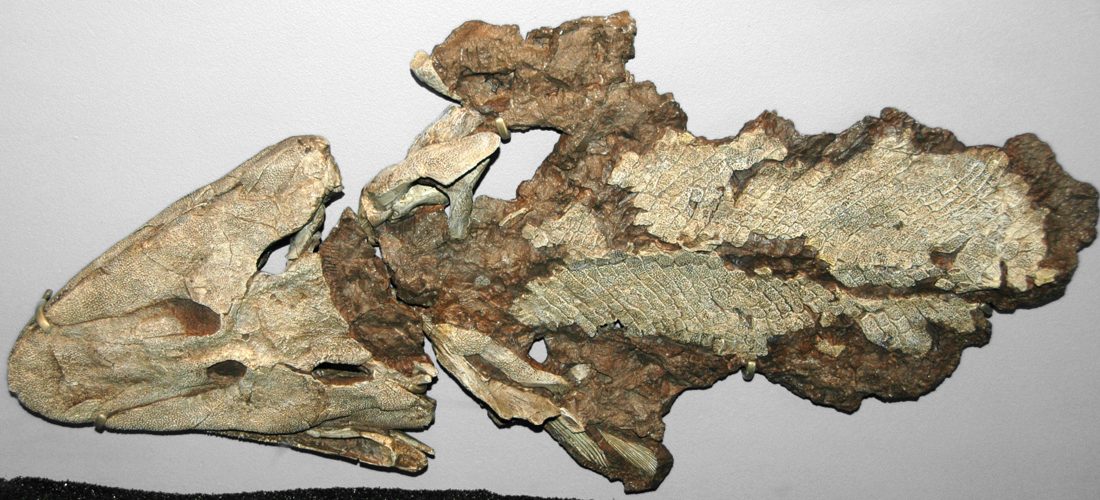 A cast of the Tiktaalik roseae fossil, a flat-headed fish with a neck and limb-like fin bones.