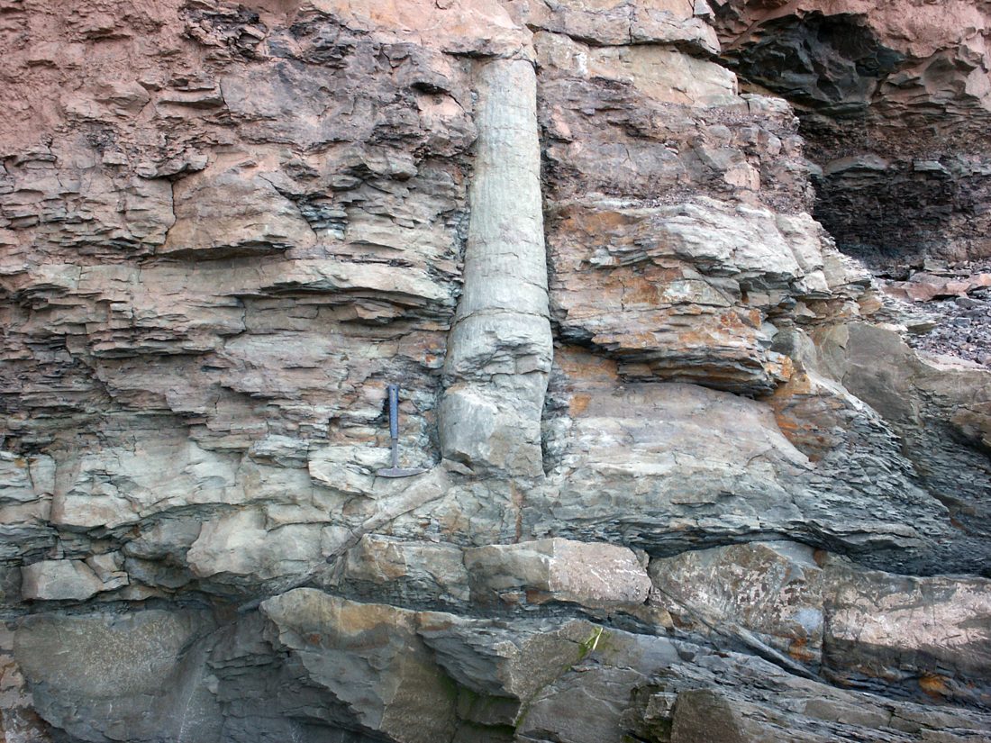 An upright fossilized lycopsid tree trunk standing through the sedimentary rock layers at the Joggins cliffs, Nova Scotia.